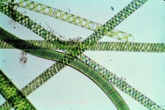 Cylindrical filaments