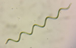 Cylindrical filaments